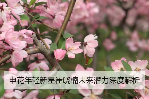 申花年轻新星崔晓楠未来潜力深度解析